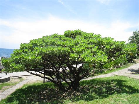 白水木如何繁殖|員林社會大學景觀植物的繁殖與養護